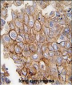 ANXA2 Antibody (C-term)